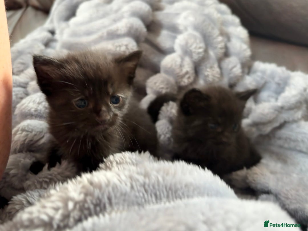 Mixed Breed cats for sale: Kittens ******  - Image 3