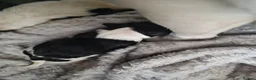 Jack Russell dogs for sale: 4 stunning male jack russell puppies  in Larkhall - Advert 31