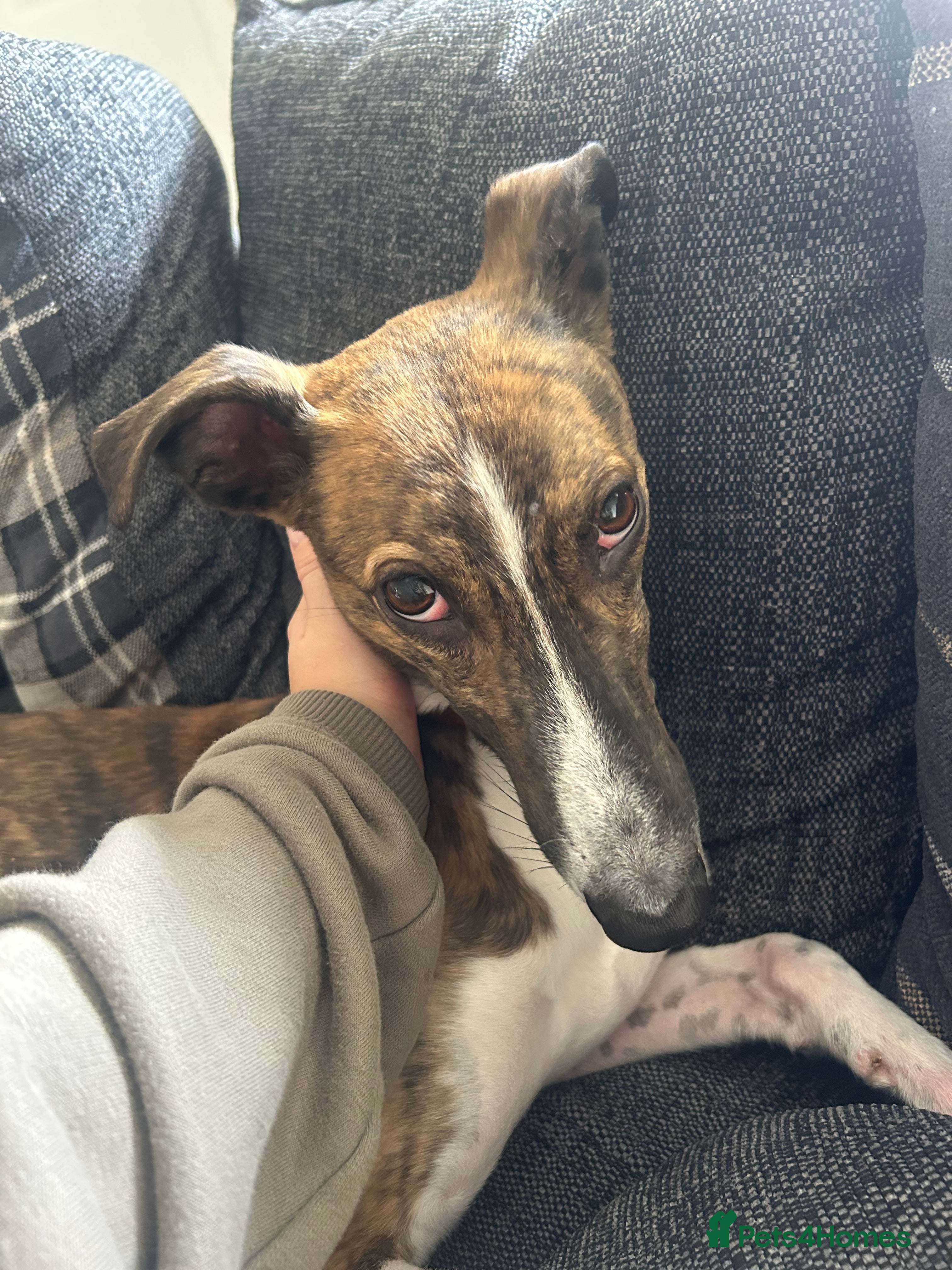 Mixed Breed dogs LOVING LURCHER FOR REHOMING in Lincoln - Advert 14