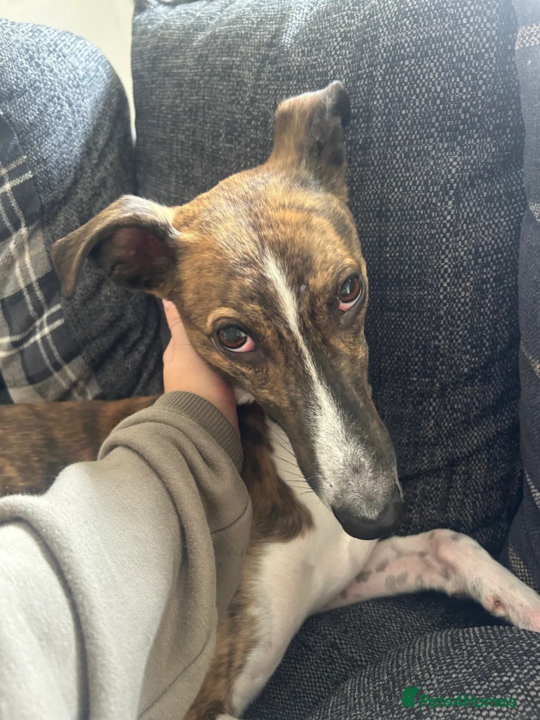 Mixed Breed dogs for sale: LOVING LURCHER FOR REHOMING in Lincoln - Advert 1