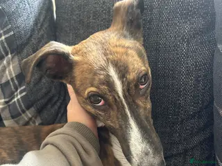 Mixed Breed dogs LOVING LURCHER FOR REHOMING in Lincoln - Advert 1