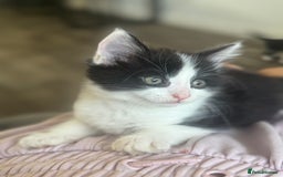Mixed Breed cats for sale: Last little kitten left  - Image 2
