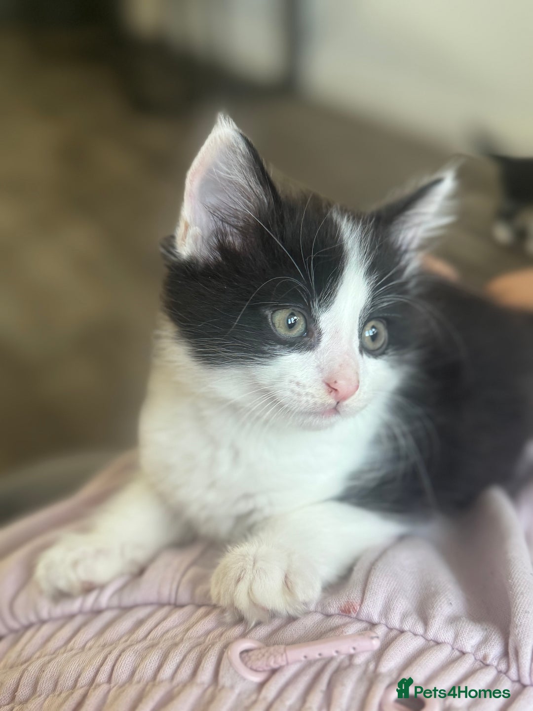 Mixed Breed cats for sale: Last little kitten left  - Image 2
