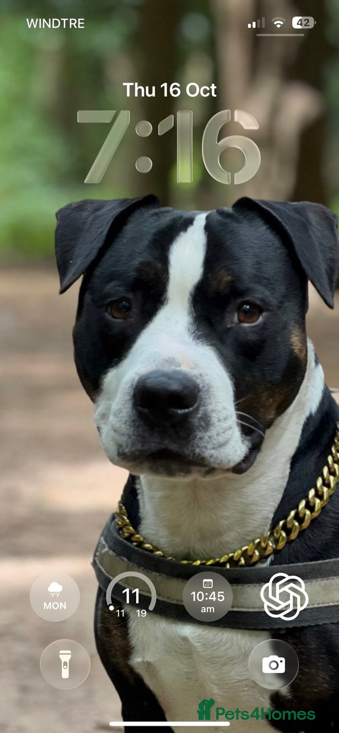 Staffordshire Bull Terrier dogs for sale: Mario – Gentle 5 Year Old Staffy - Advert 1