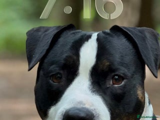 Staffordshire Bull Terrier dogs Mario – Gentle 5 Year Old Staffy - Advert 1