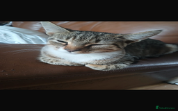 Domestic Shorthair cats for sale: Mixed kitten litter  - Image 5