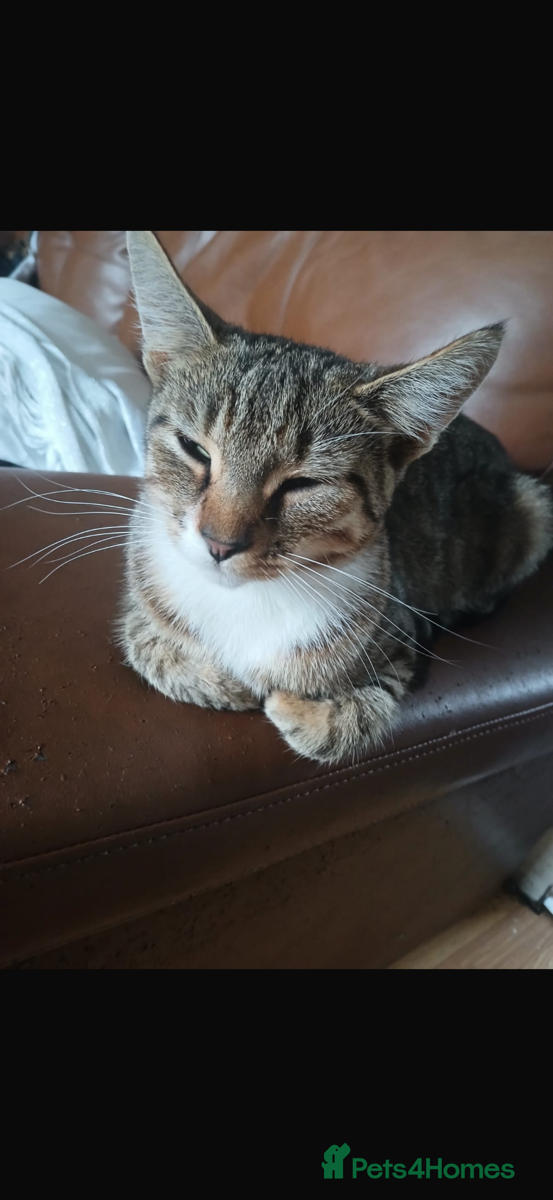 Domestic Shorthair cats for sale: Mixed kitten litter  - Image 5