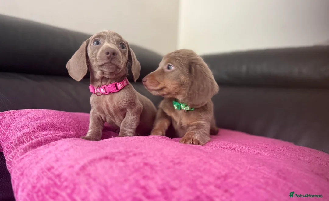 Miniature Dachshund dogs for stud: True Isabella tan long haired mini tiny KC stud  - Advert 6