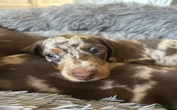 Dachshund dogs for sale: Dachshund puppies  - Image 19