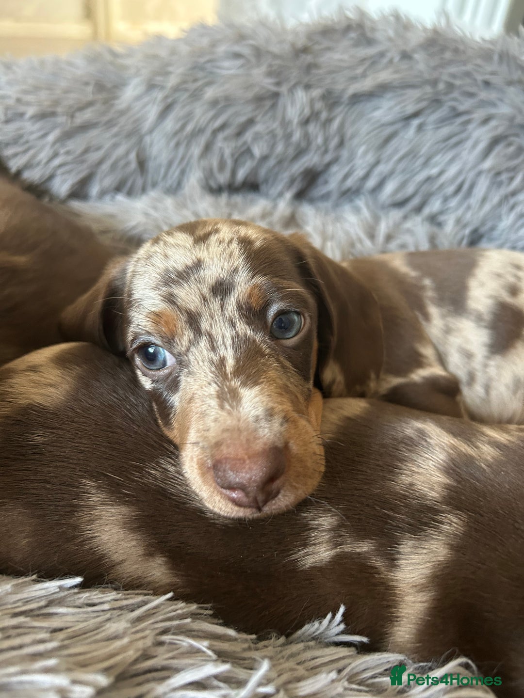 Dachshund dogs for sale: Dachshund puppies  - Image 19