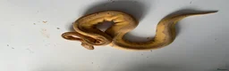 Python Snake reptiles for sale: Various Ball Pythons for sale - Advert 18
