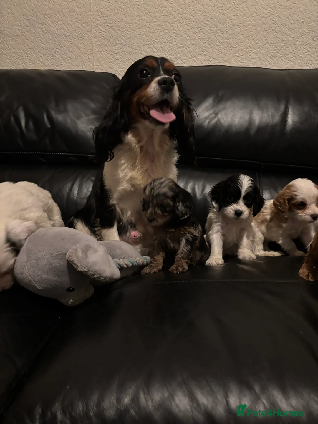 Cavapoo dogs for sale: F1 Cavapoo puppies  - Advert 8