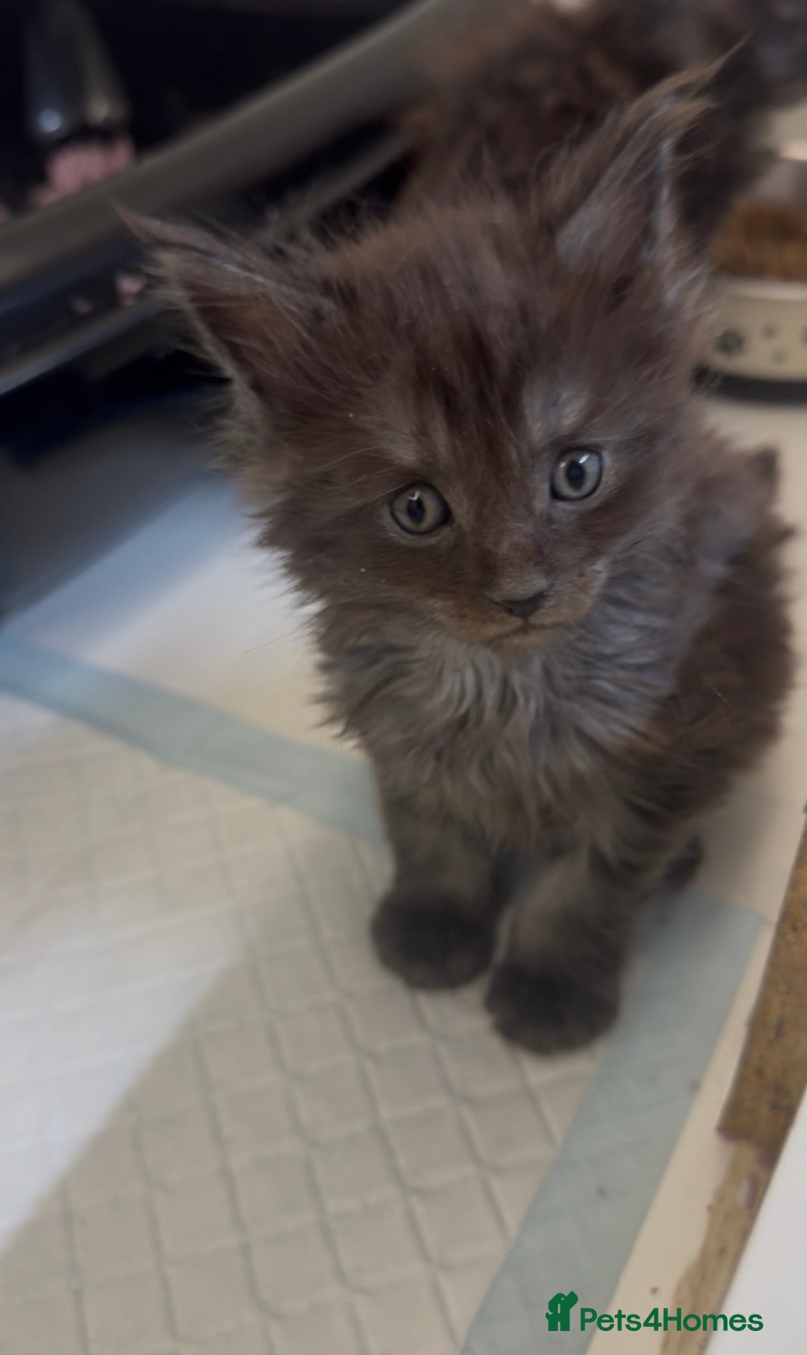 Maine Coon cats Black Smoke Female Maine Coon Kittens Available - Advert 1