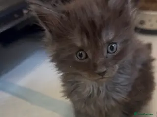 Maine Coon cats Black Smoke Female Maine Coon Kittens Available - Advert 1