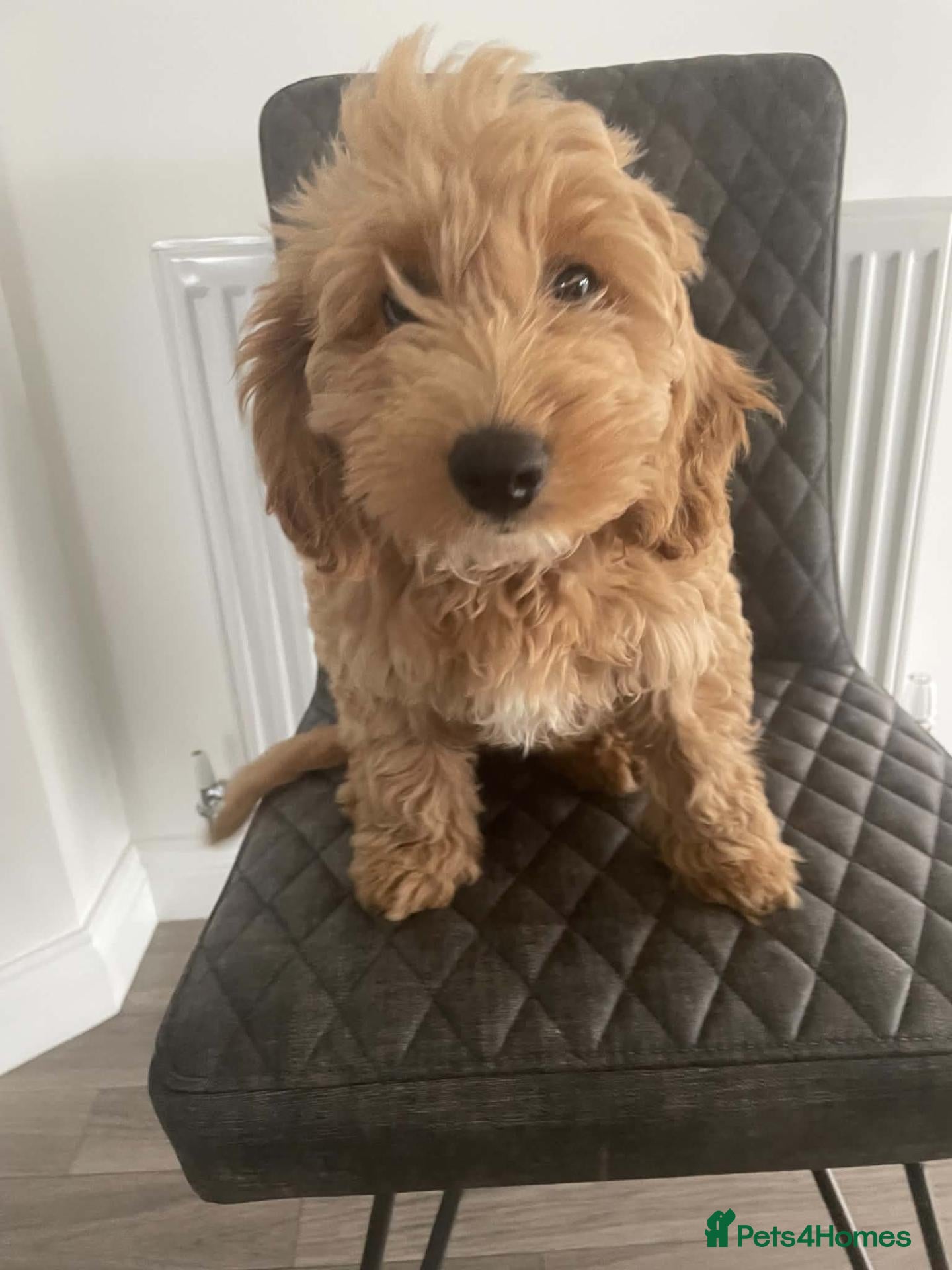 Cockapoo dogs Hawarden puppies 🐶  - Advert 1