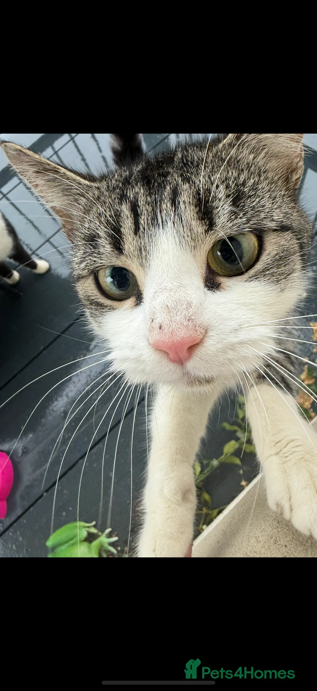 British Shorthair cats for sale: Magical kitty - Advert 1