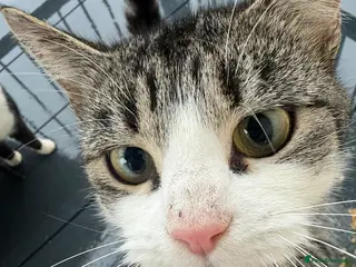 British Shorthair cats Magical kitty - Advert 2