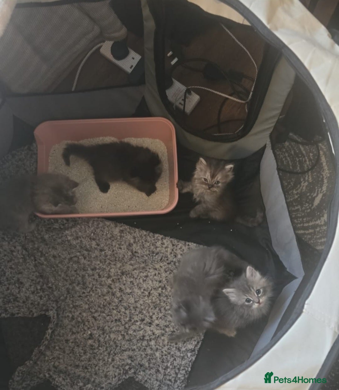 Persian cats for sale: Persian kittens for sale  - Image 3