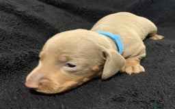 Miniature Dachshund dogs for sale: 🌟QUALITY KC REG & PRA CLR MINIATURE DACHSHUNDS🌟 - Image 17