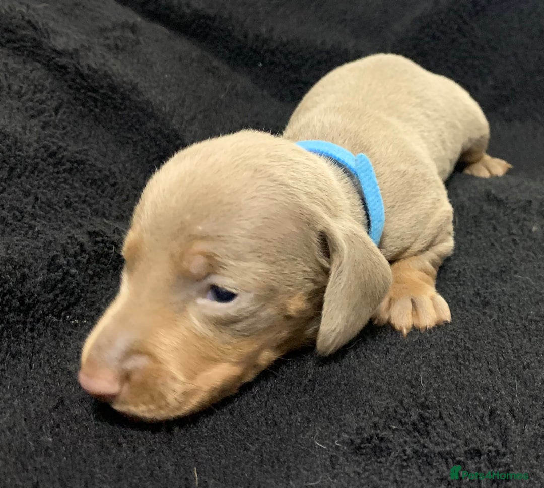 Miniature Dachshund dogs for sale: 🌟QUALITY KC REG & PRA CLR MINIATURE DACHSHUNDS🌟 - Image 17