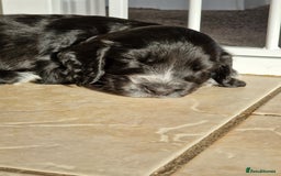 Cocker Spaniel dogs for sale: Cocker spaniel puppies for sale - Image 9