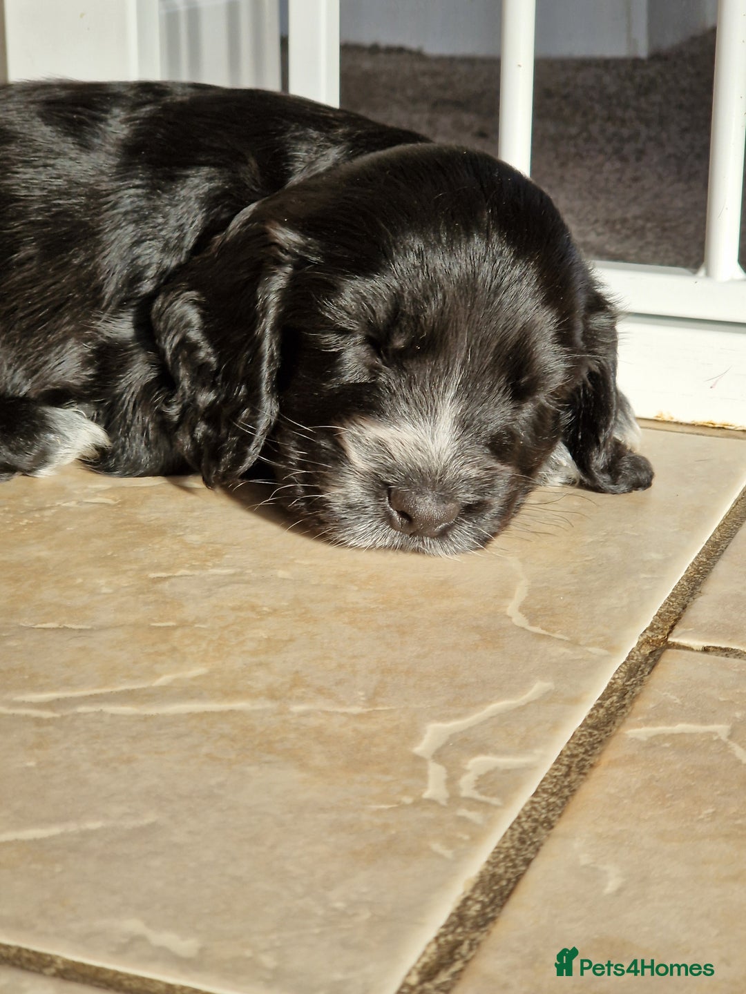 Cocker Spaniel dogs for sale: Cocker spaniel puppies for sale - Image 9