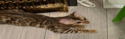 Bengal cats for sale: WE HAVE TWO BENGAL KITTENS FOR SALE!! - Advert 5