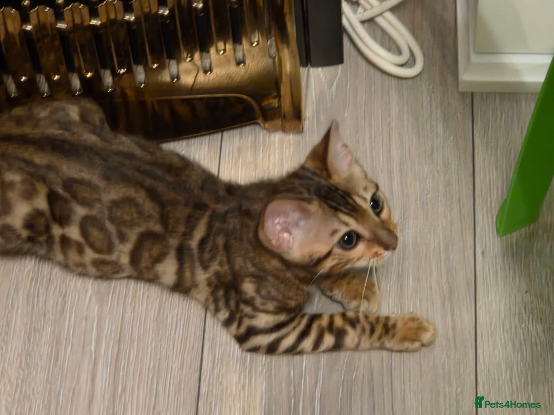 Bengal cats for sale: WE HAVE TWO BENGAL KITTENS FOR SALE!! - Advert 5