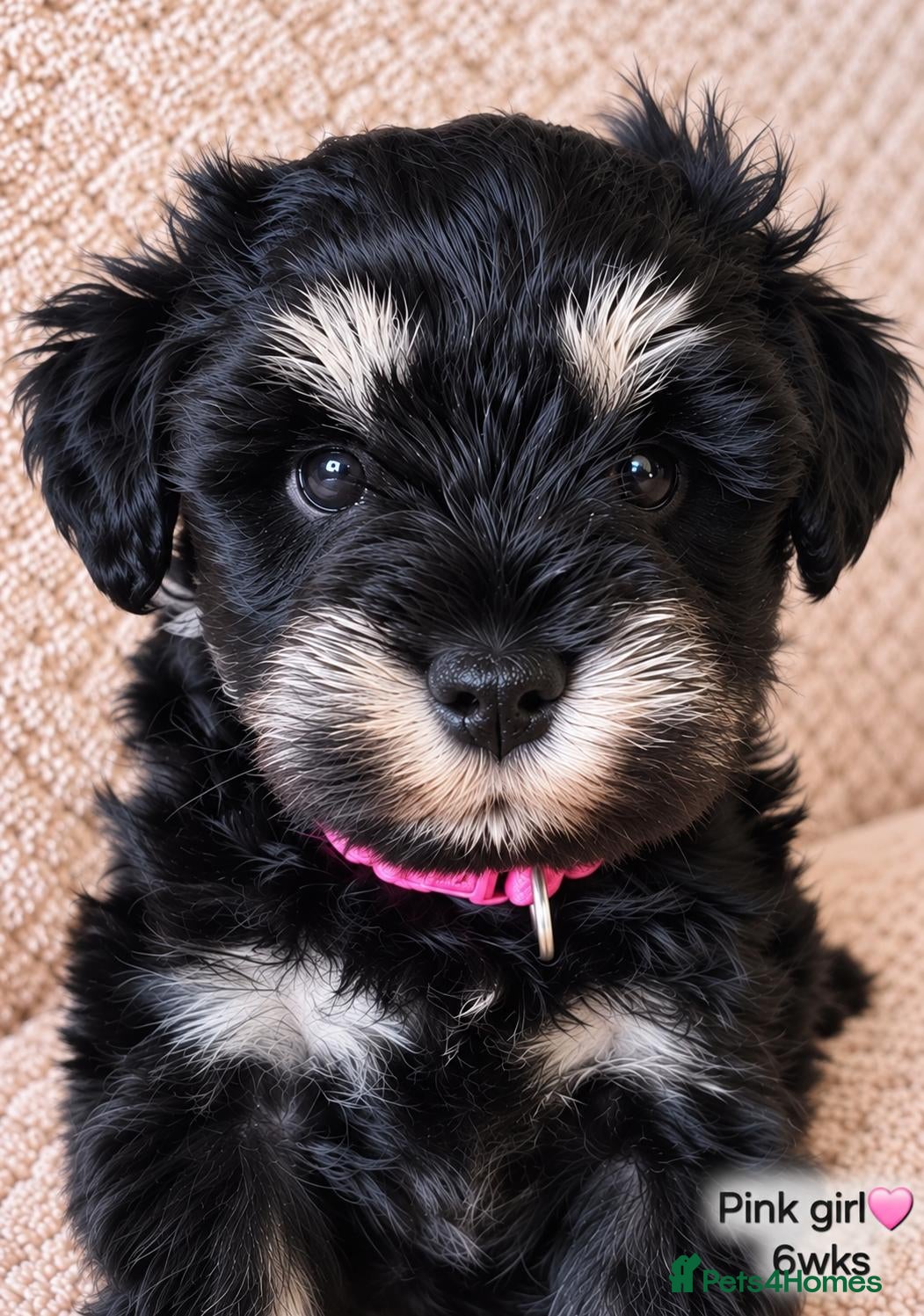 Miniature Schnauzer dogs Stunning black and silver Miniature Schnauzer Pups - Advert 1