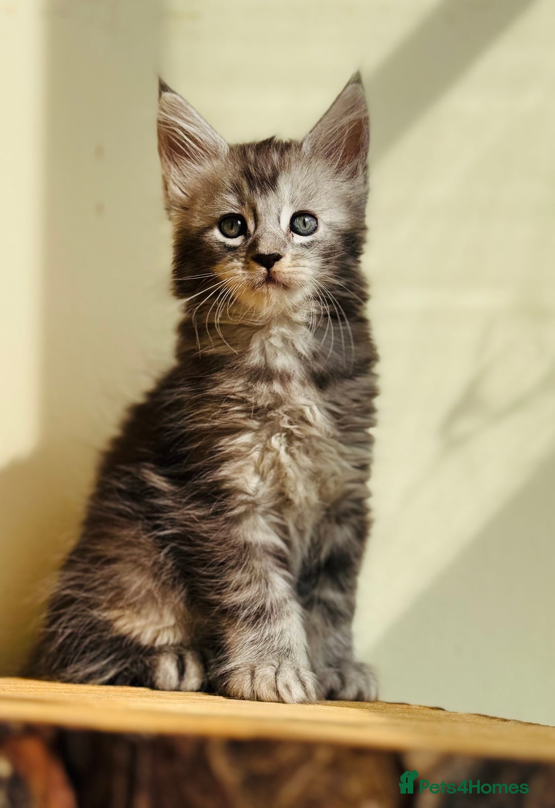 Maine Coon cats for sale: Beautiful pure bread maine coon kittens  - Image 7