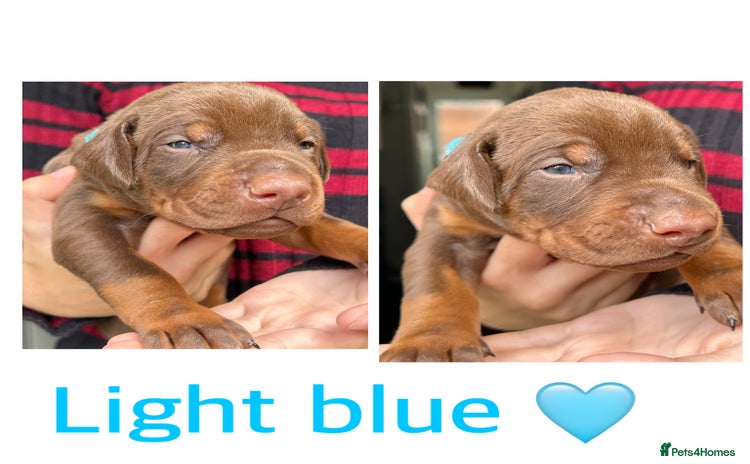 Dobermann dogs - Advert 1