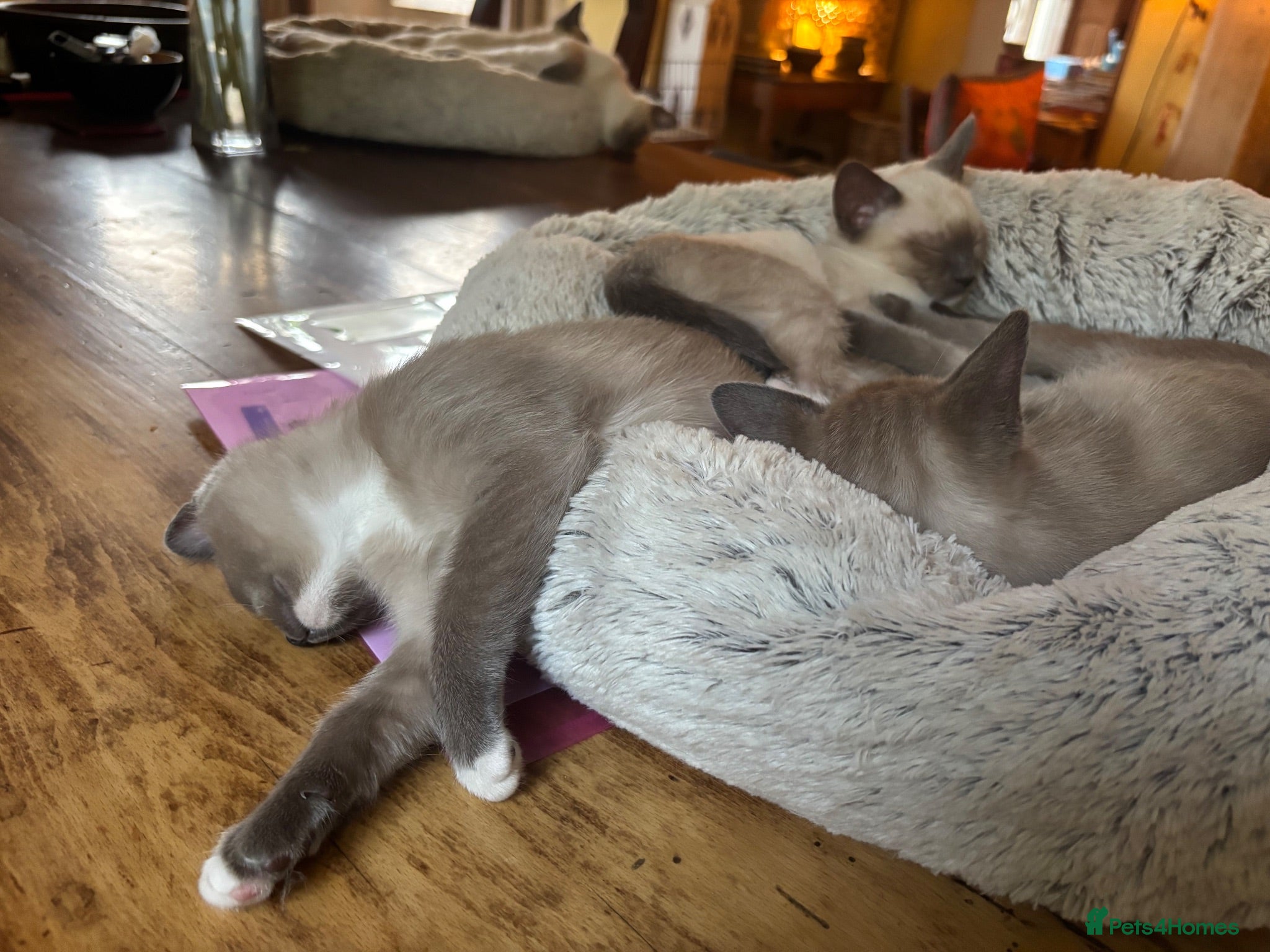 Tonkinese cats Exquisite Tonkdolls - Advert 2