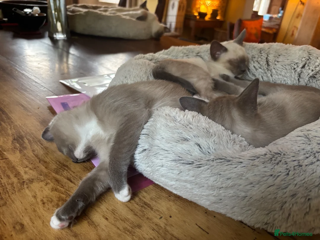 Tonkinese cats for sale: Exquisite Tonkdolls - Advert 2