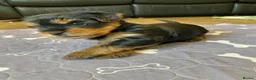 Yorkshire Terrier dogs for sale: KC Registered Yorkshire Terrier Puppies  - Advert 5