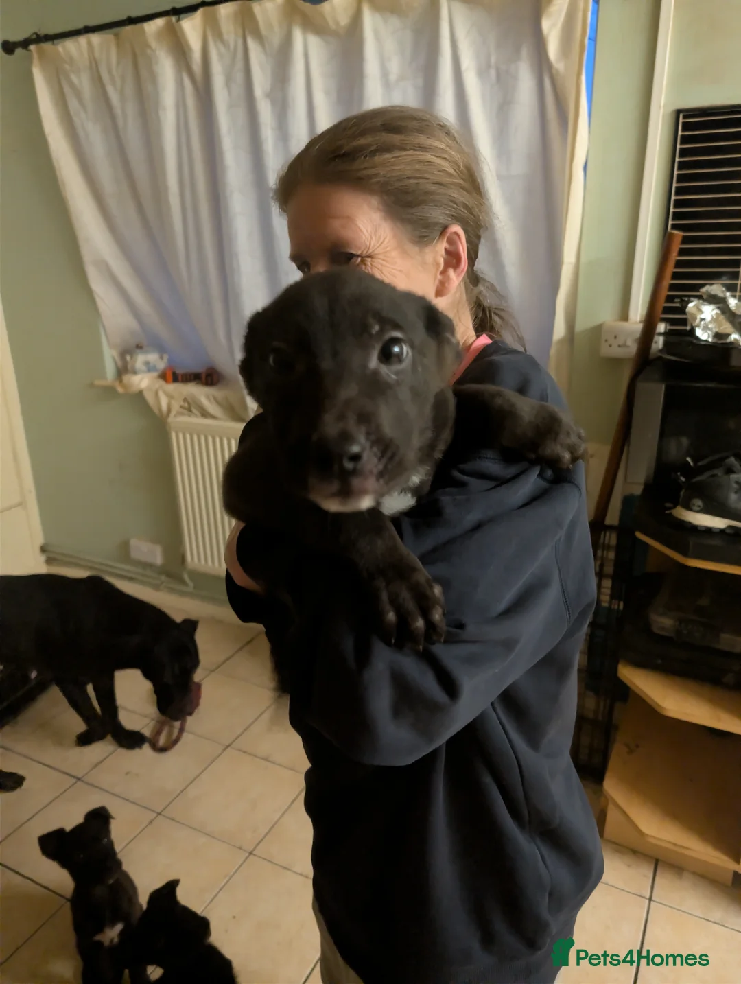 Mixed Breed dogs for sale: Cane corso x German shepherd pups  - Advert 8