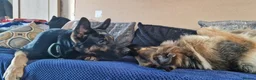 German Shepherd dogs for sale: Nearly 2 german shepherd male - Advert 5