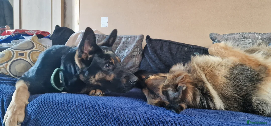 German Shepherd dogs for sale: Nearly 2 german shepherd male - Advert 5