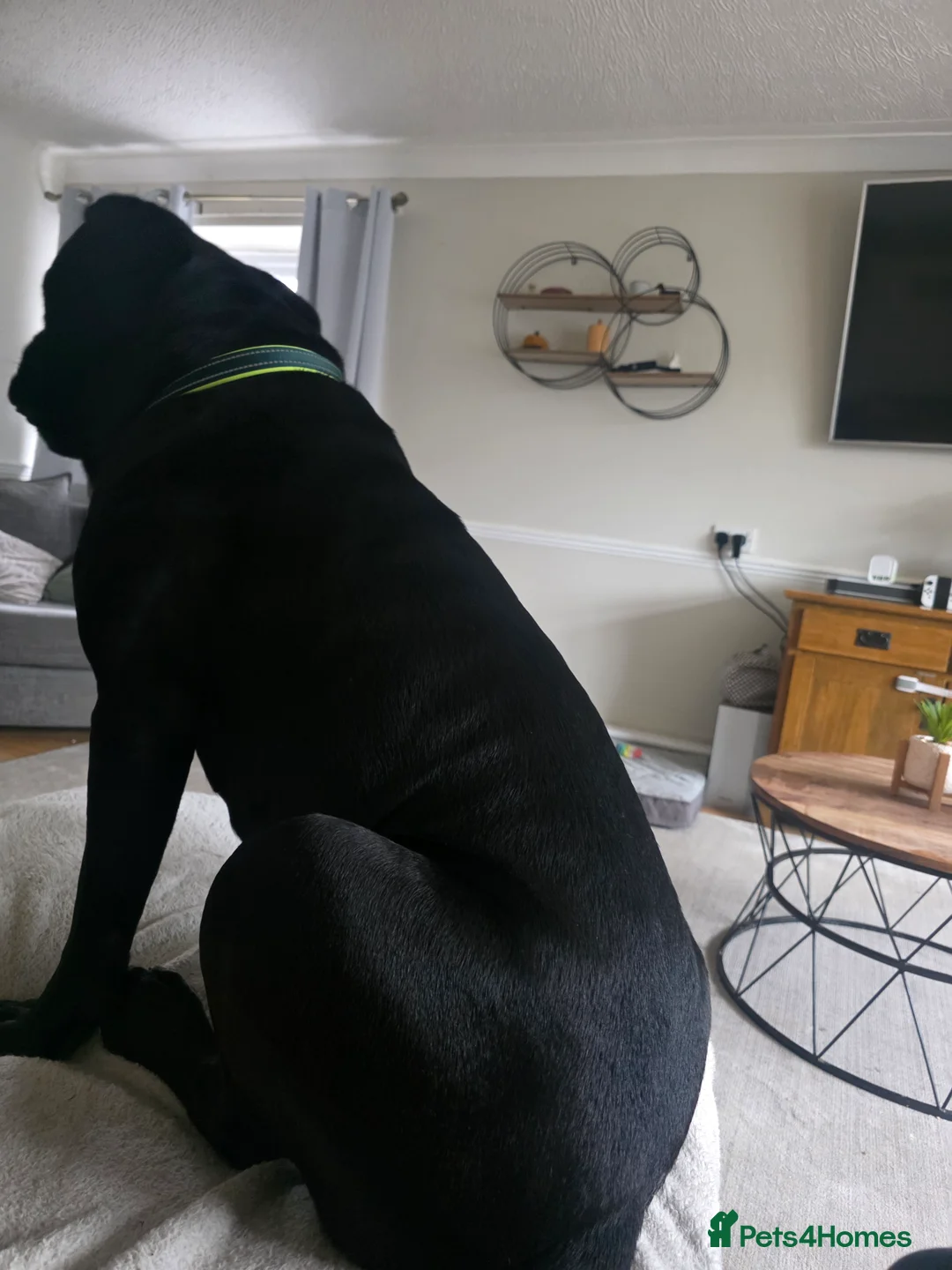 Cane Corso dogs for sale: Caine corso  - Advert 2