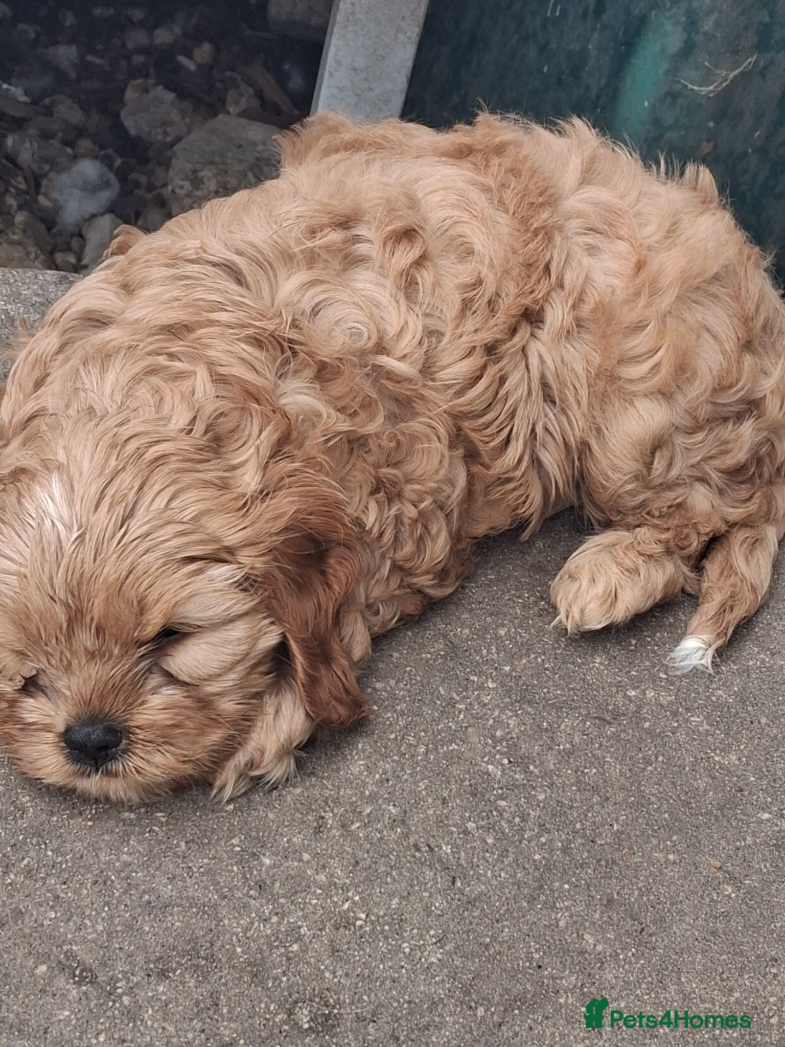 Cavapoo dogs X6 f1 cavapoo puppies - Advert 14