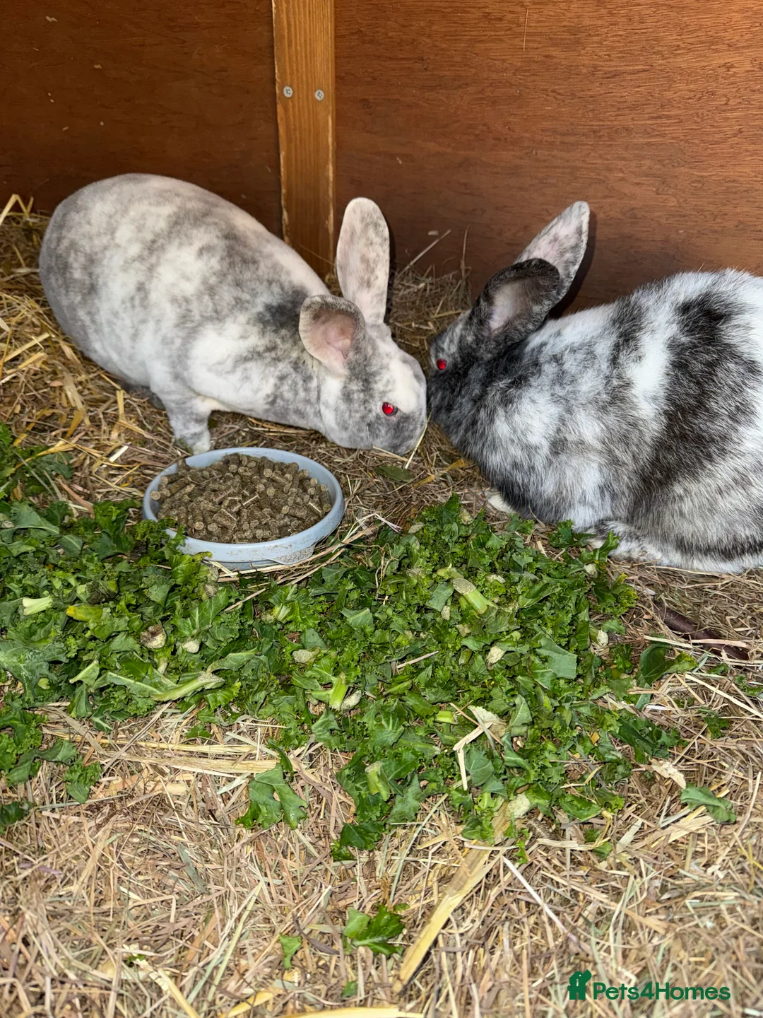 Rex rabbits for sale: Male rex brother bunnies - Advert 2