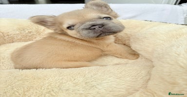 French Bulldog dogs - Advert 8