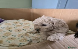 Shihpoo dogs for sale: 🐾 Adorable Shihpoo Puppies 🐾 - Image 3