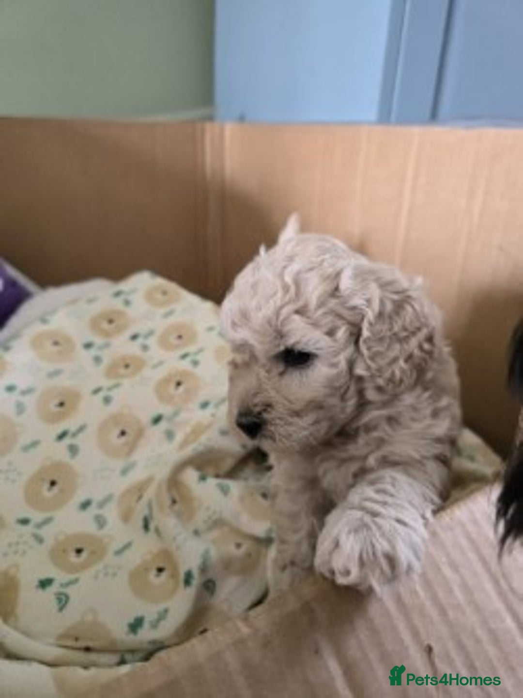 Shihpoo dogs for sale: 🐾 Adorable Shihpoo Puppies 🐾 - Image 3
