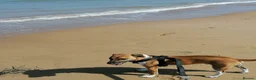 Plummer Terrier dogs for sale: Mr Digger in Romney Marsh - Advert 3