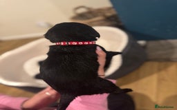 Labrador Retriever dogs for sale: Outstanding Litter of KC registered Labradors  - Image 20