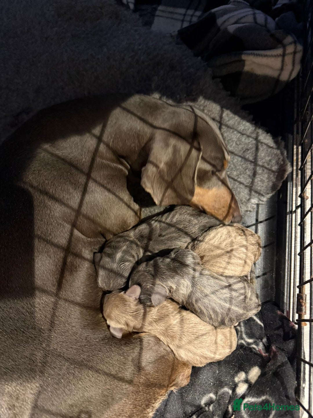 Miniature Dachshund dogs for sale: Stunning miniature dachshund puppies  - Image 1