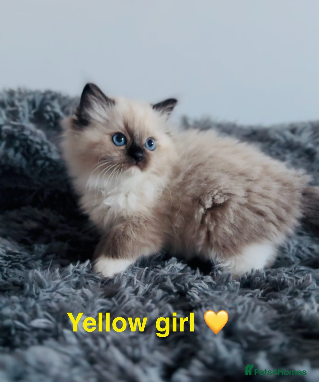 Ragdoll cats for sale: 🩷🐾Tica full Pedigree🐾EU Ragdoll 🐱🐾DNA Clear - Advert 5