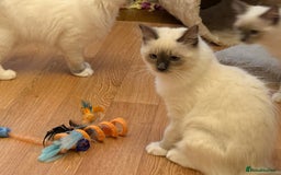 Ragdoll cats for sale: GCCF REGISTERED RAGDOLL KITTENS in Ashton-under-Lyne - Image 36