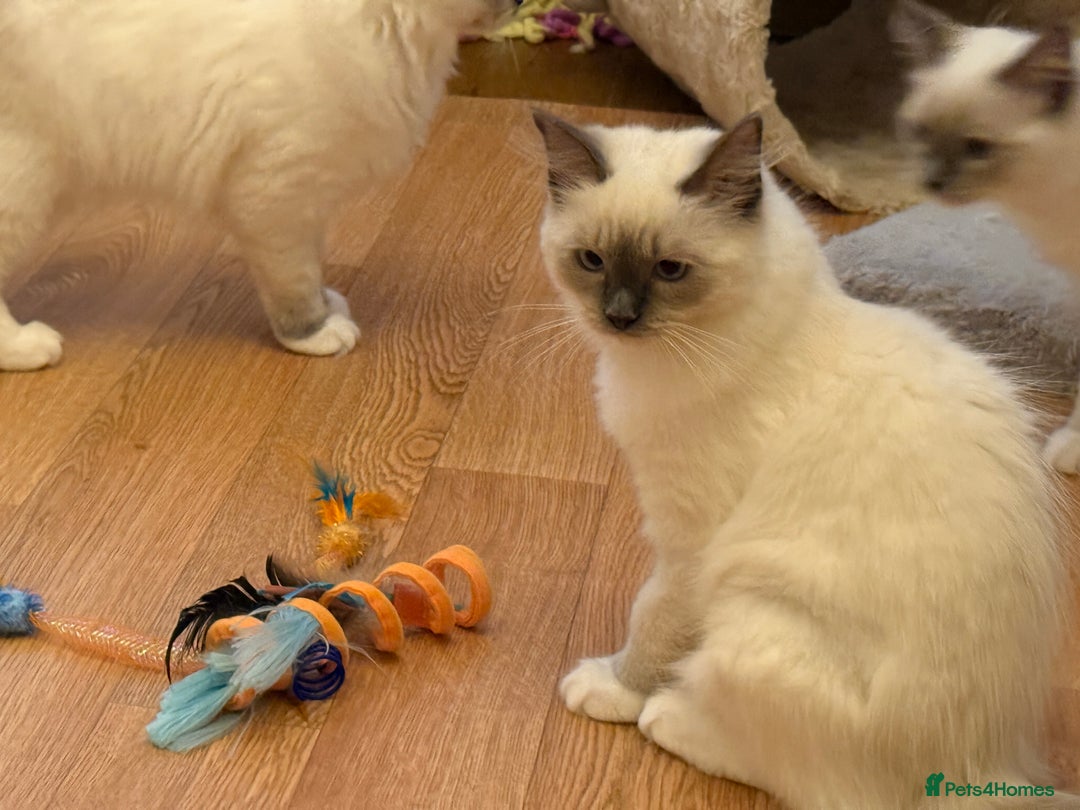 Ragdoll cats for sale: GCCF REGISTERED RAGDOLL KITTENS in Ashton-under-Lyne - Image 36