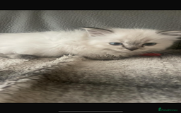Ragdoll cats for sale: Last boy girl Hcm pkd so loving  playful cutie  - Image 36